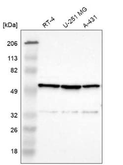 CCDC176 Antibody, Novus Biologicals 0.1mL; Unlabeled:Antibodies, Polyclonal